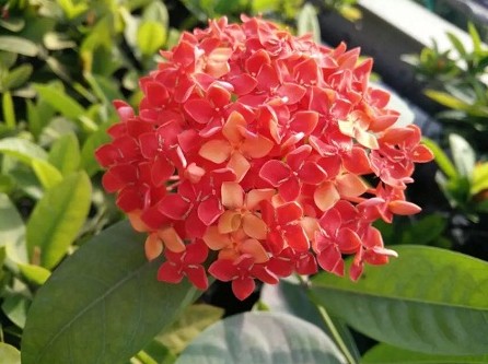 這么優(yōu)雅的棲身之所，我不會(huì)告訴你天天有人在此陶醉—柔性線路板廠深聯(lián)電路花園式辦公環(huán)境