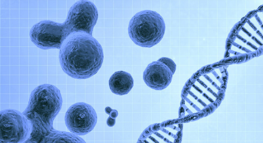 軟板之科學(xué)家利用3D成像技術(shù)發(fā)現(xiàn)了新型的免疫細(xì)胞